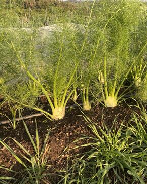 536282519 753049787623799 3526669865917746419 n.jpg